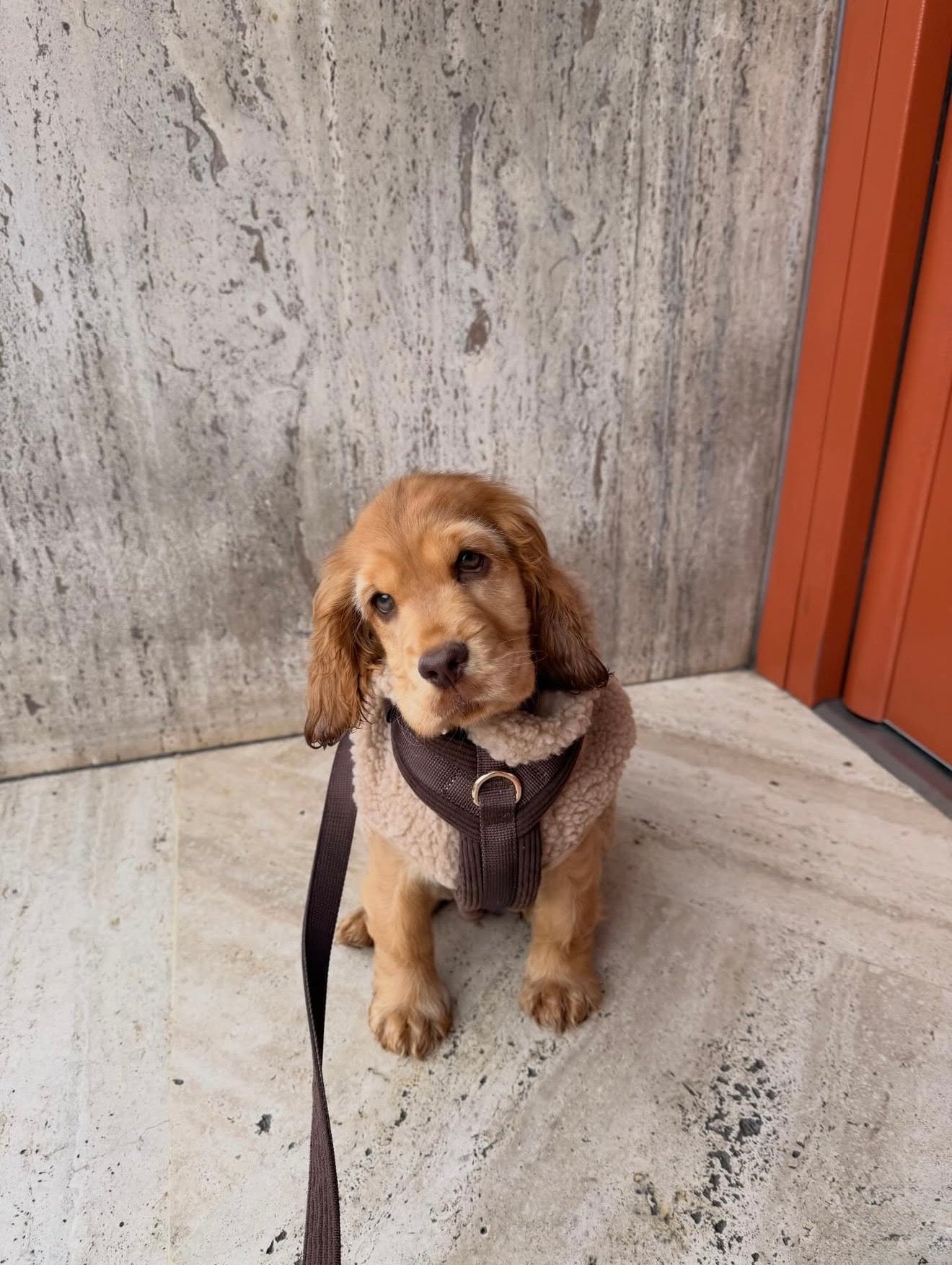 Harnais - Velours Côtelé Confort & Design en Y