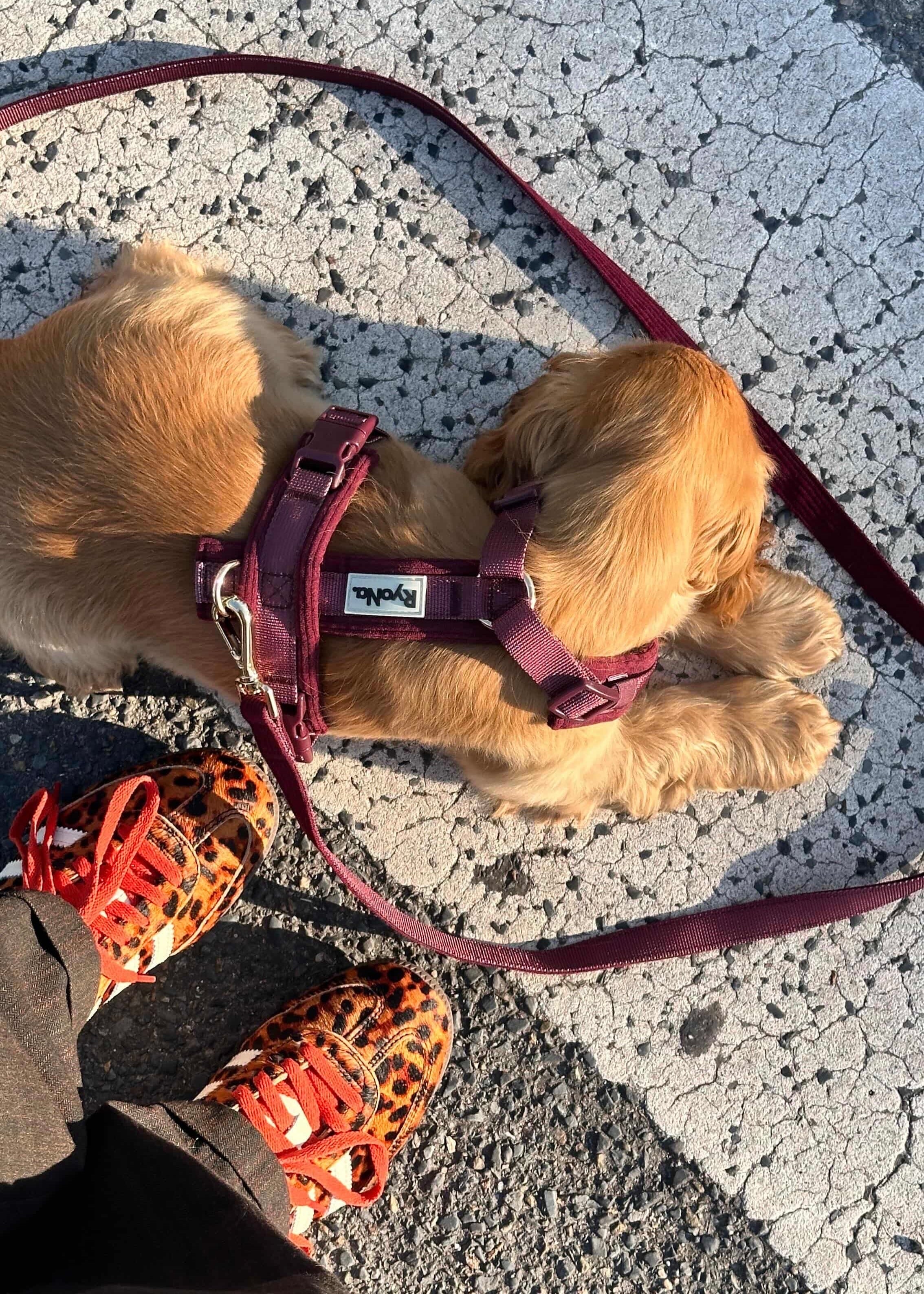 HARNAIS EN Y - BORDEAUX