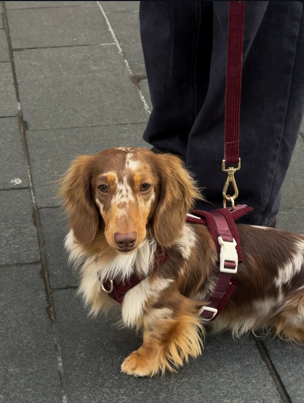 Harnais | Velours Côtelé Confort & Design en Y