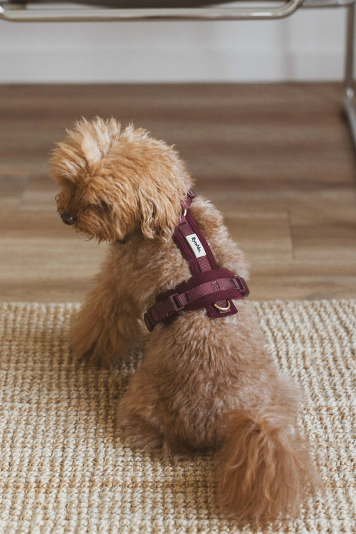 HARNAIS EN Y - BORDEAUX