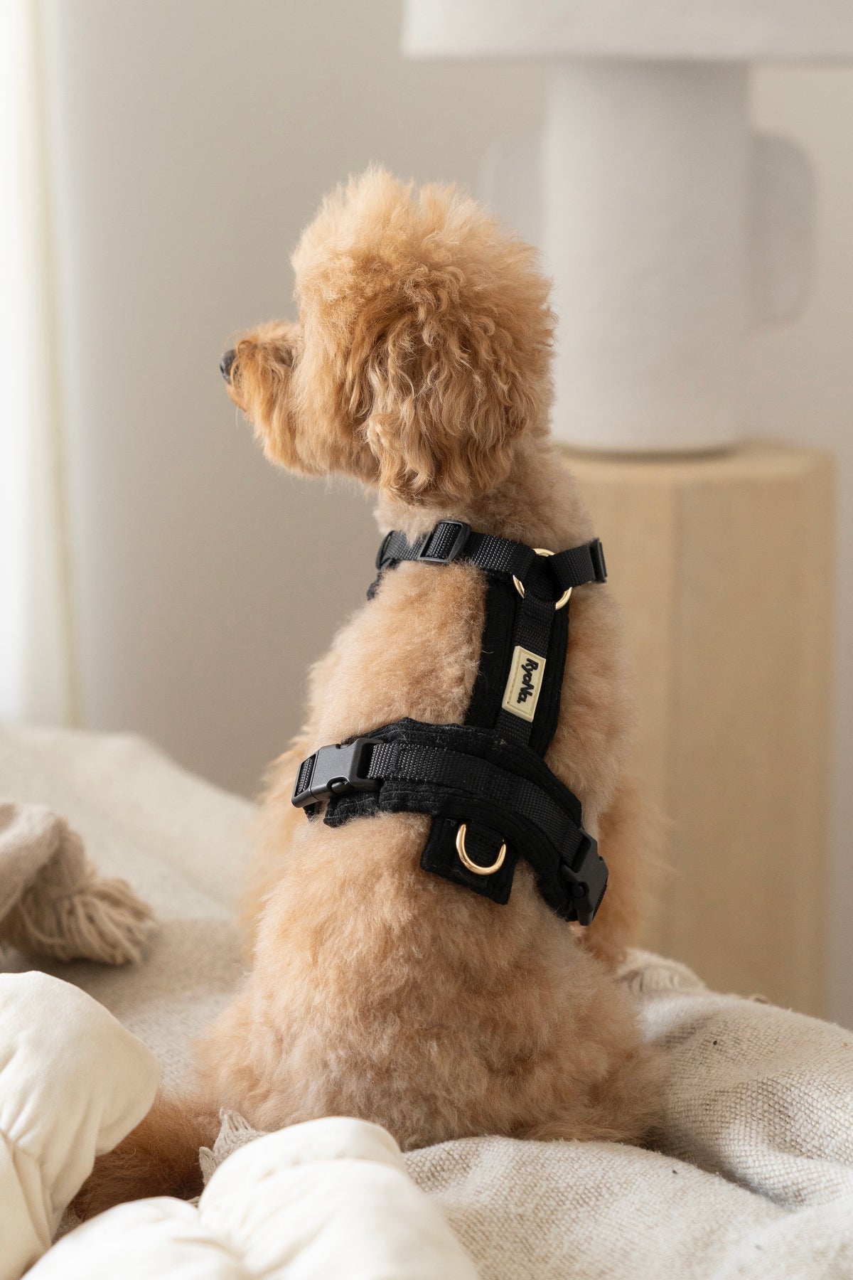 Harnais | Velours Côtelé Confort & Design en Y