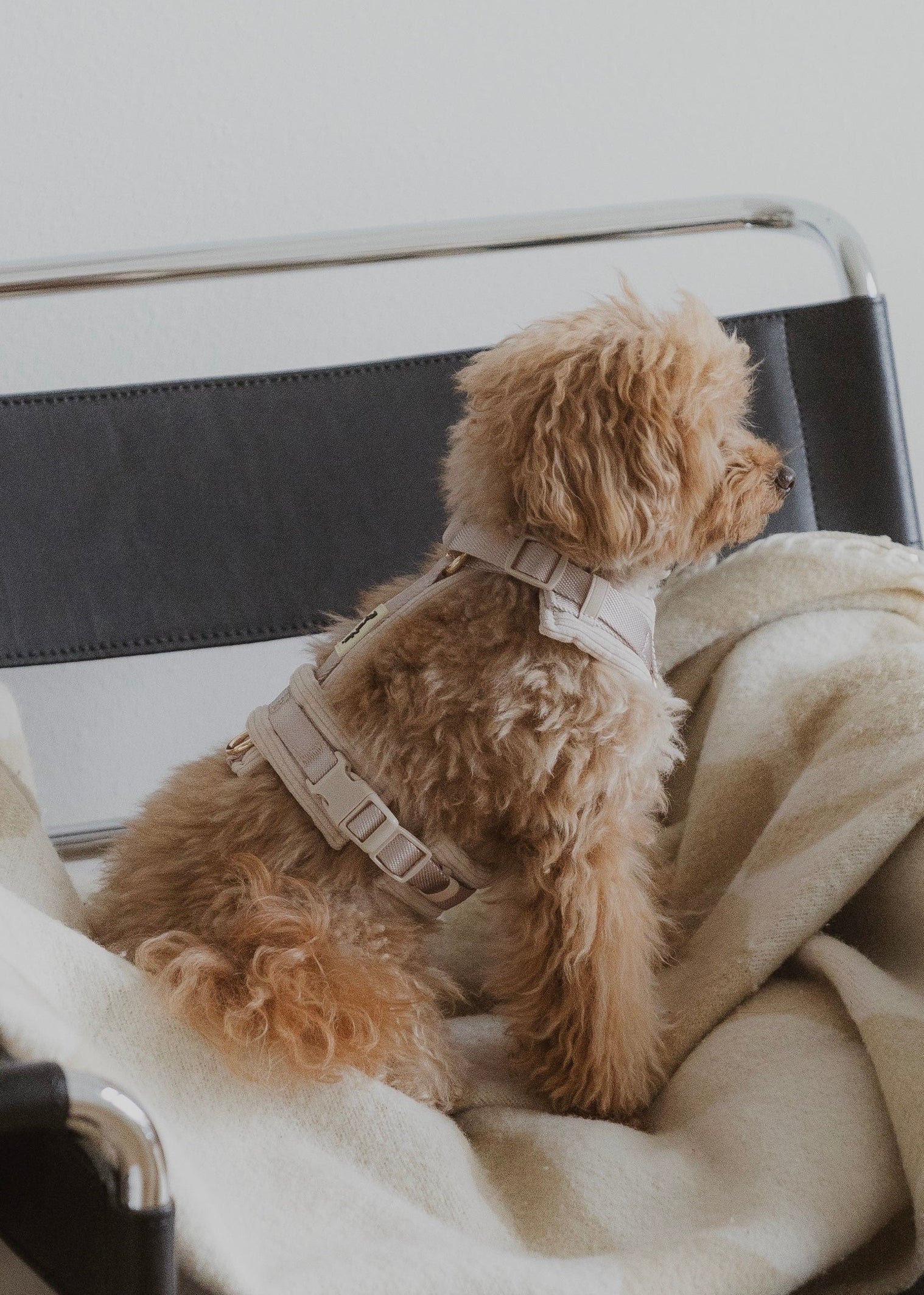 Harnais - Velours Côtelé Confort & Design en Y