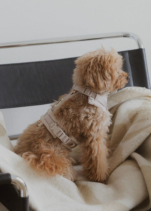 HARNAIS EN Y - BEIGE