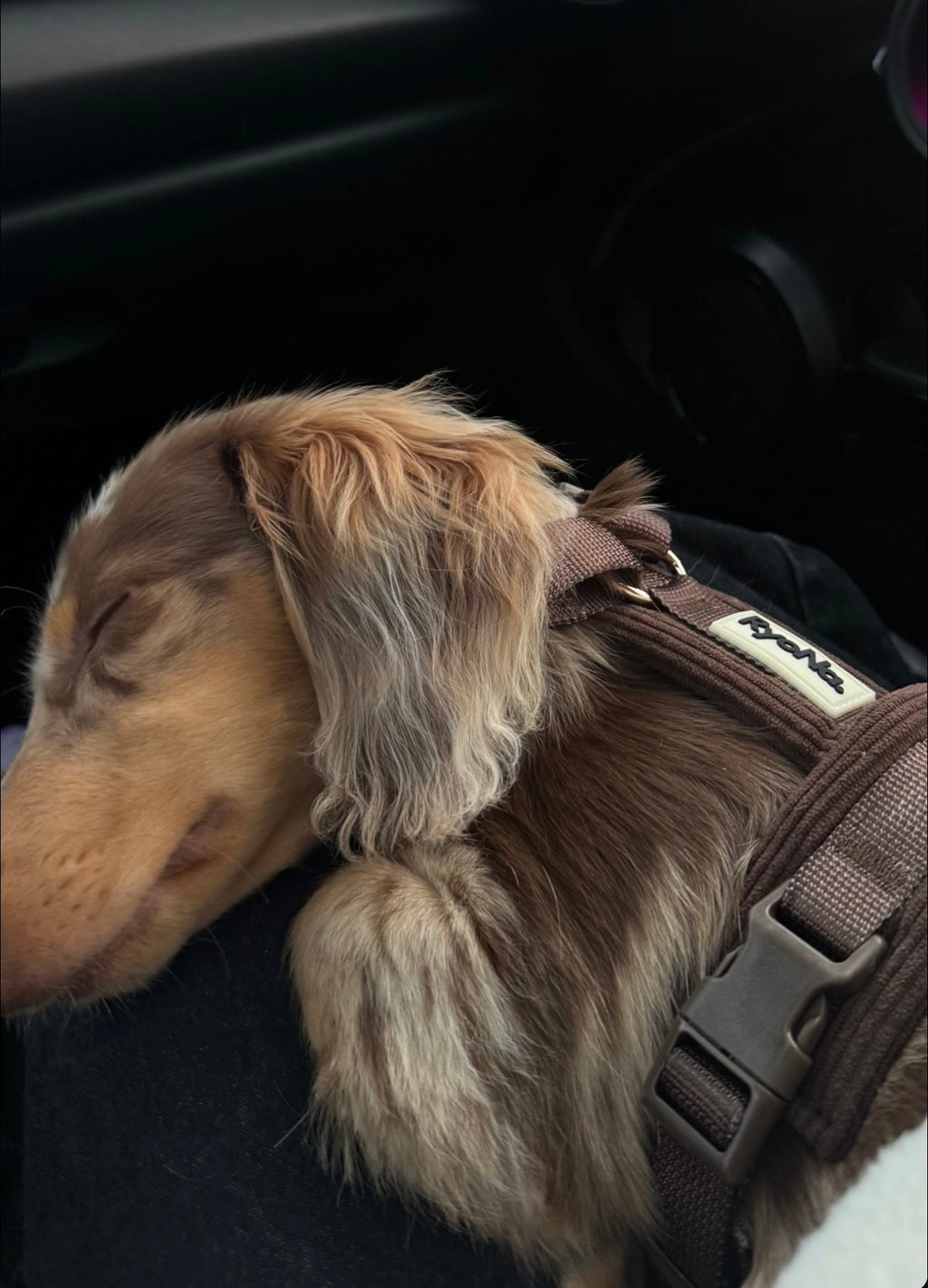 Harnais - Velours Côtelé Confort & Design en Y