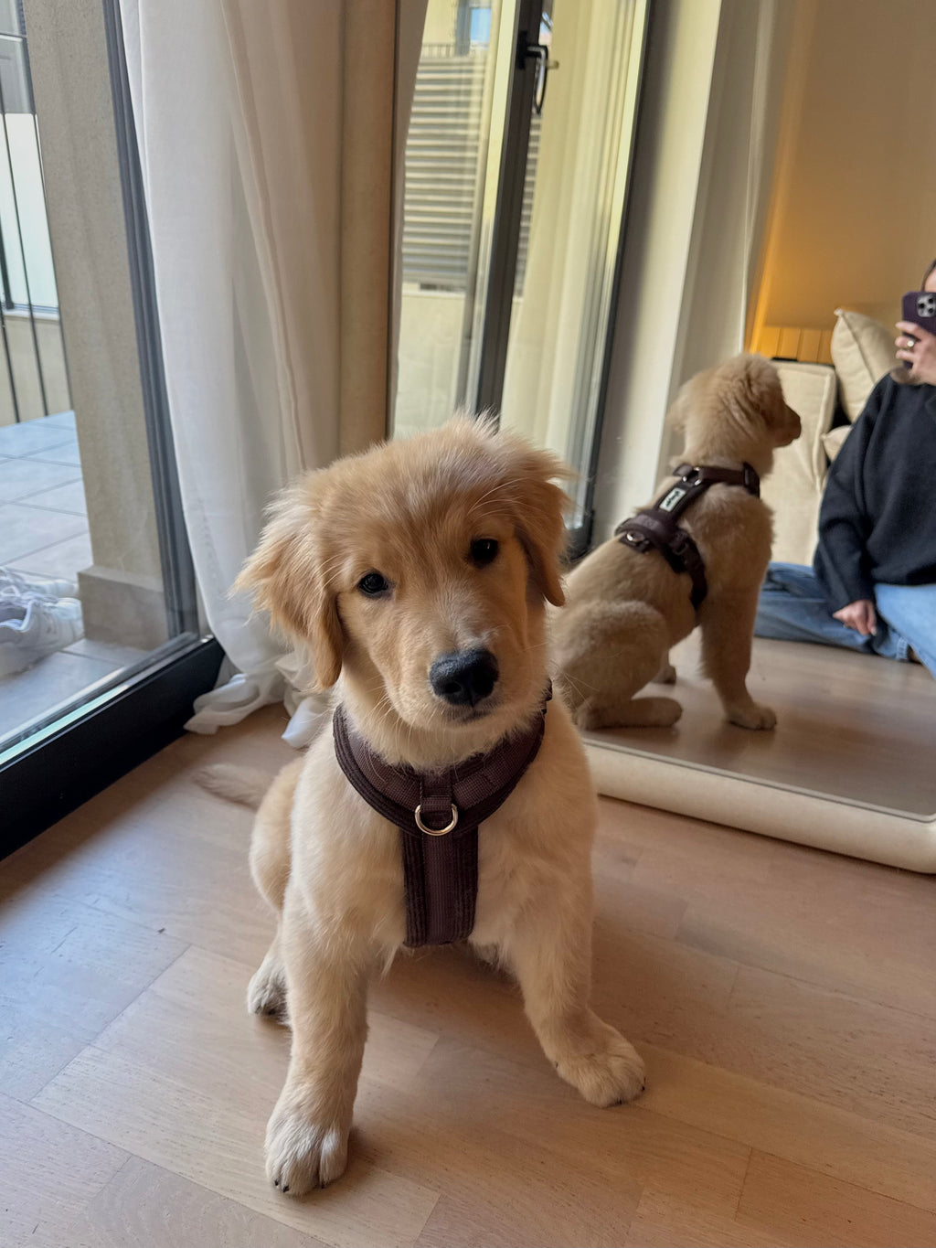 HARNAIS EN Y - MARRON