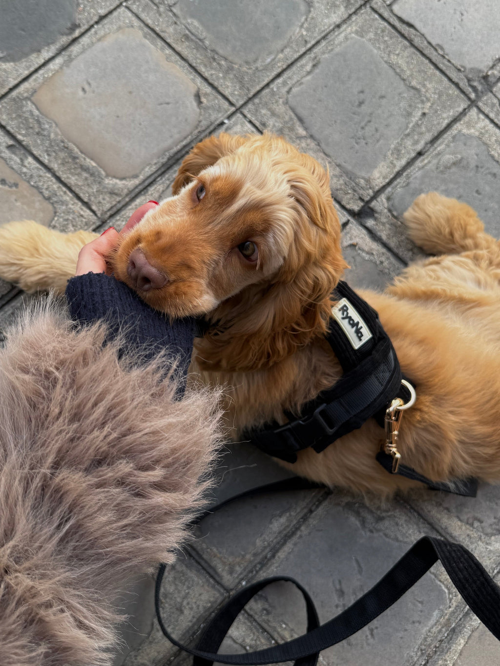 Harnais | Velours Côtelé Confort & Design en Y