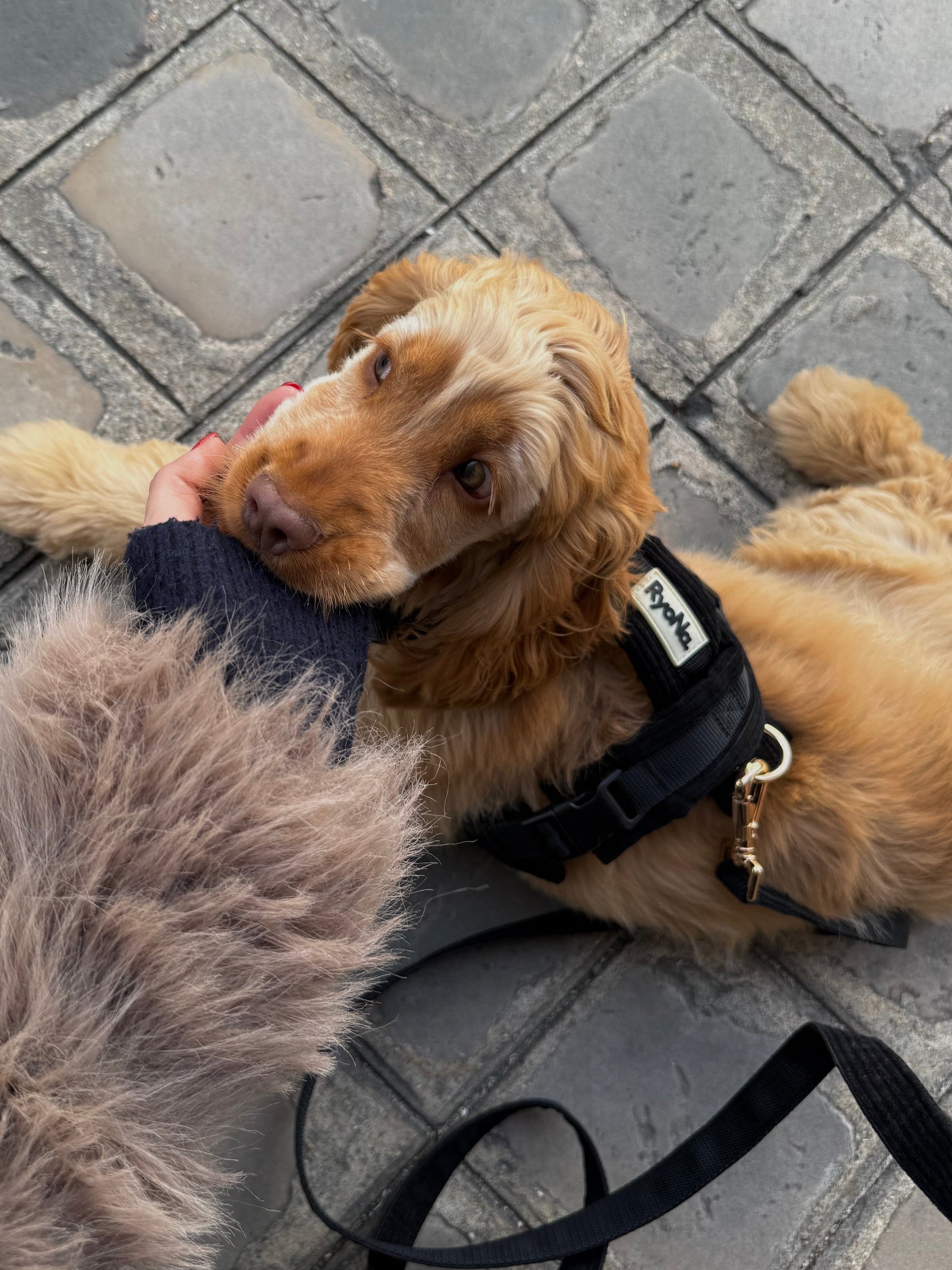 Harnais | Velours Côtelé Confort & Design en Y