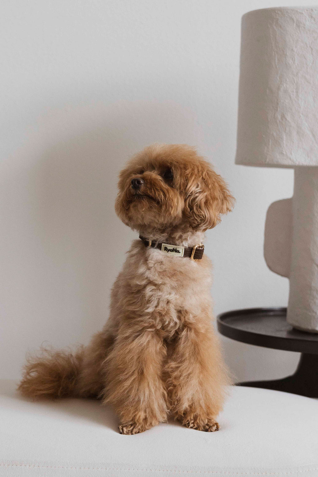 COLLIER - Velours Côtelé