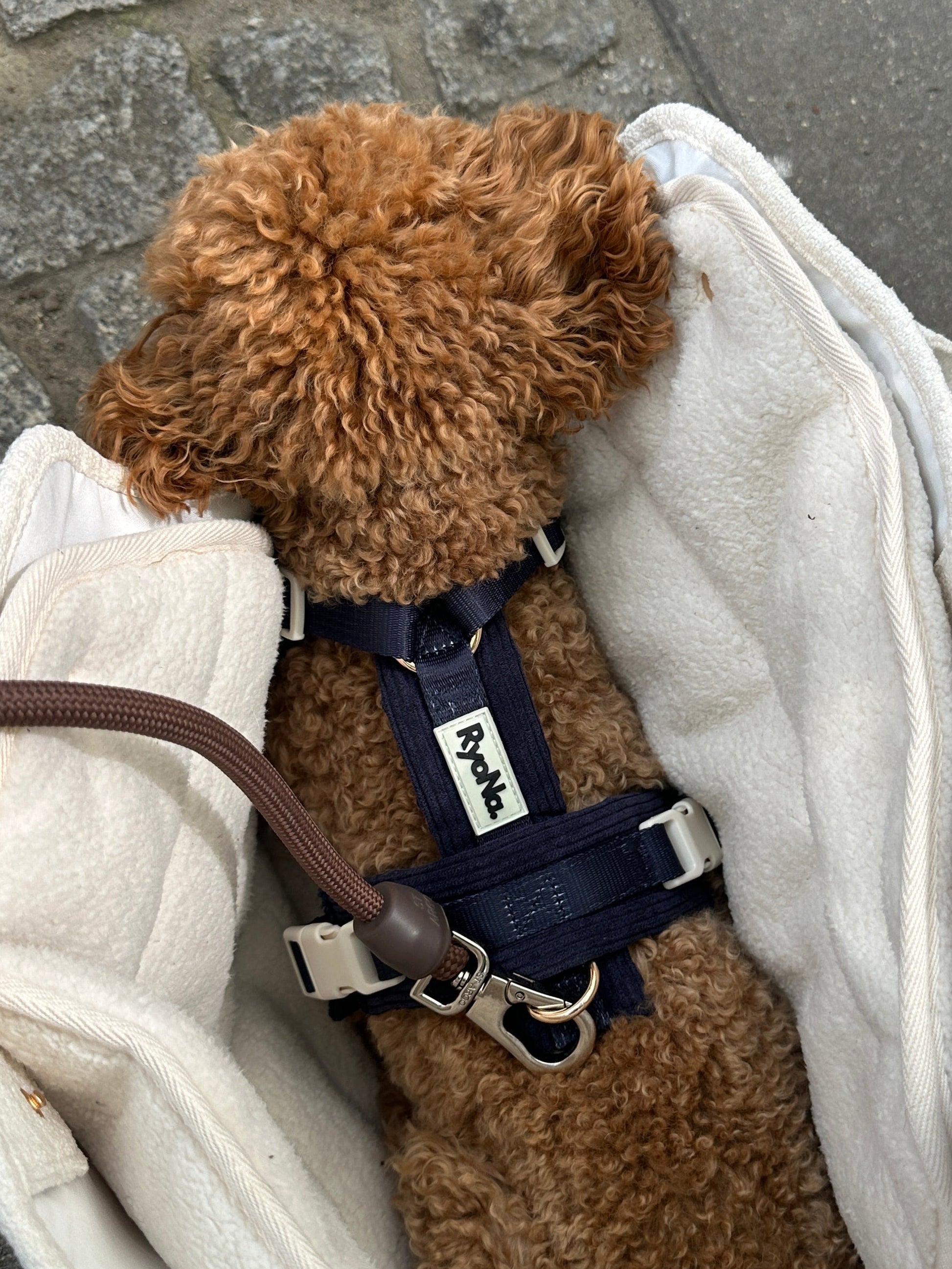 Harnais | Velours Côtelé Confort & Design en Y