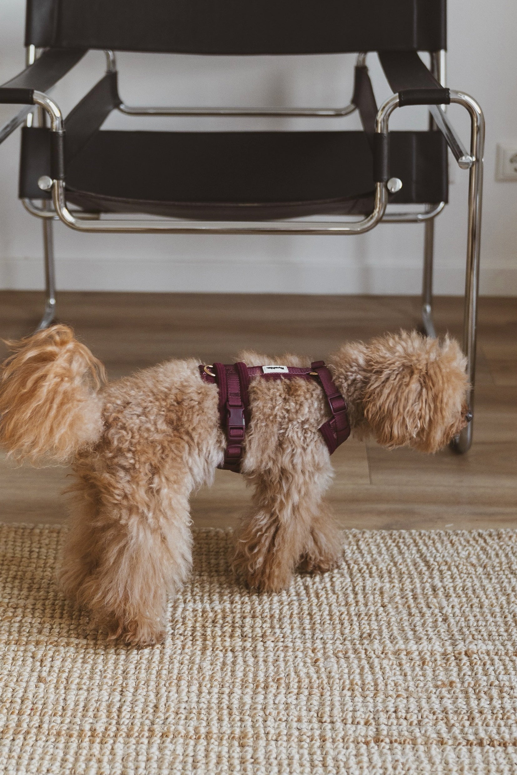 HARNAIS EN Y - BORDEAUX