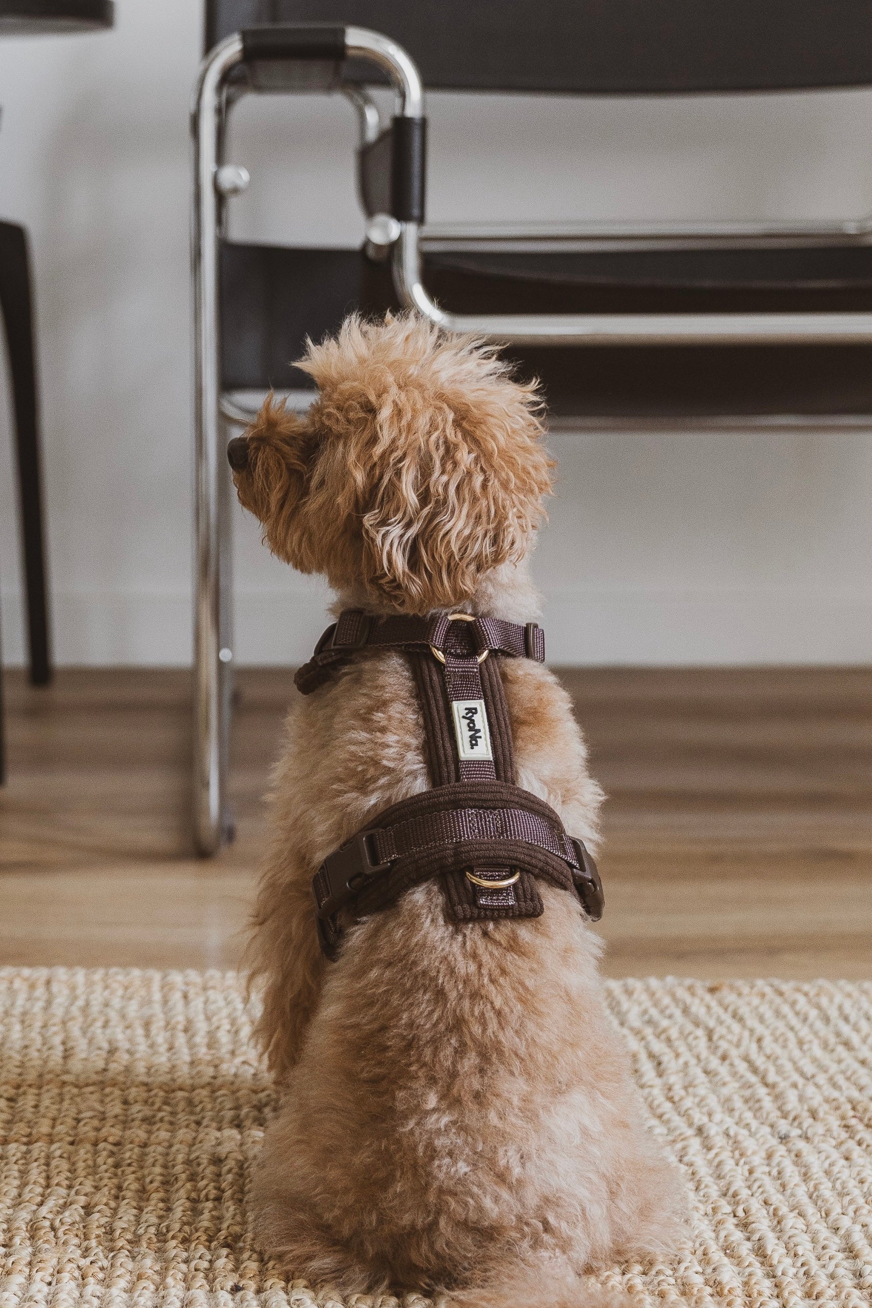 Harnais | Velours Côtelé Confort & Design en Y