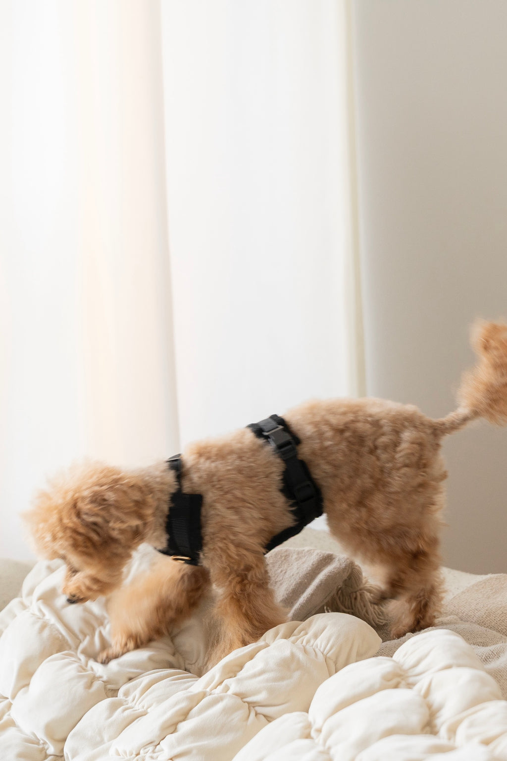 Harnais - Velours Côtelé Confort & Design en Y