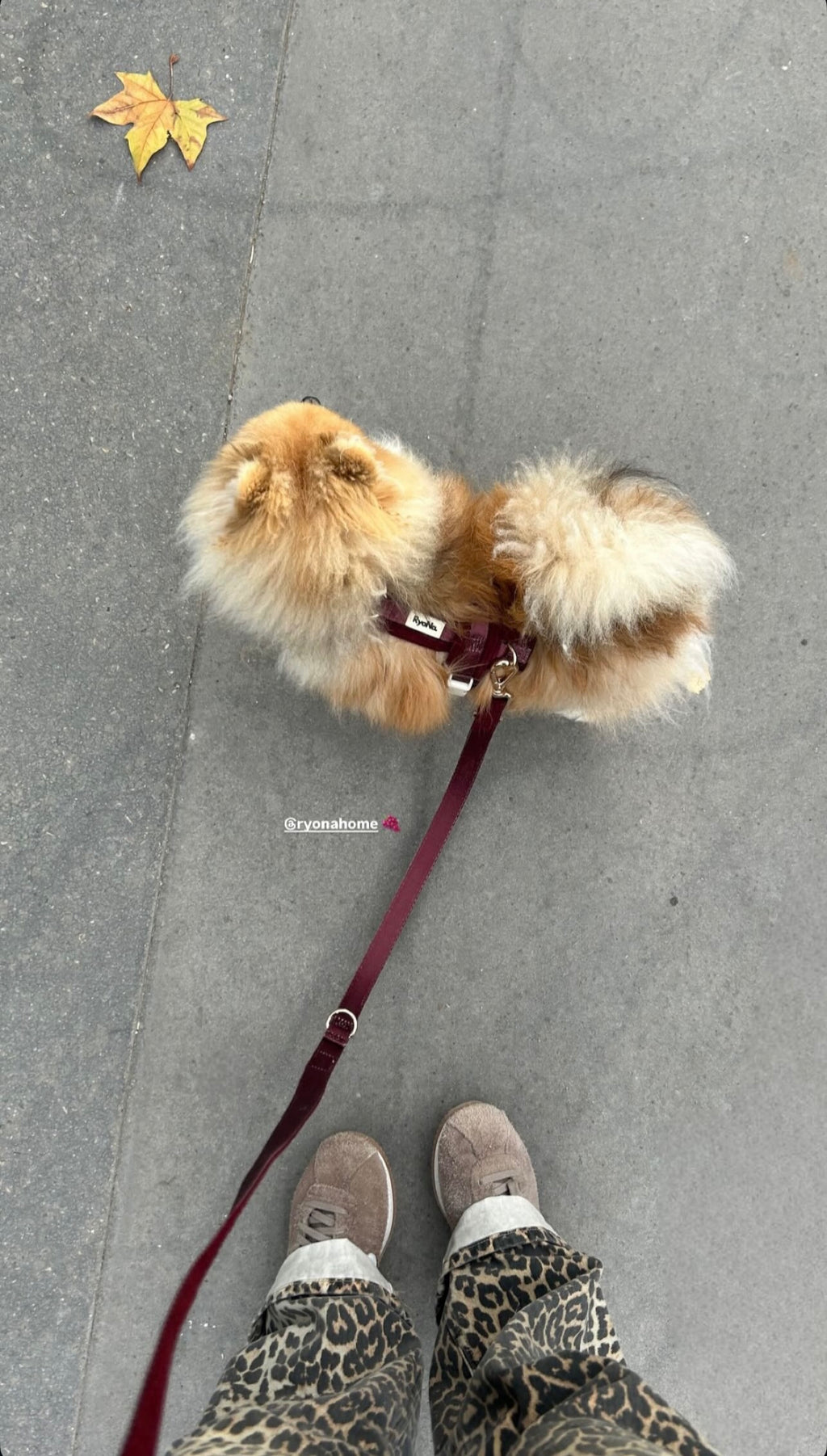 Harnais | Velours Côtelé Confort & Design en Y