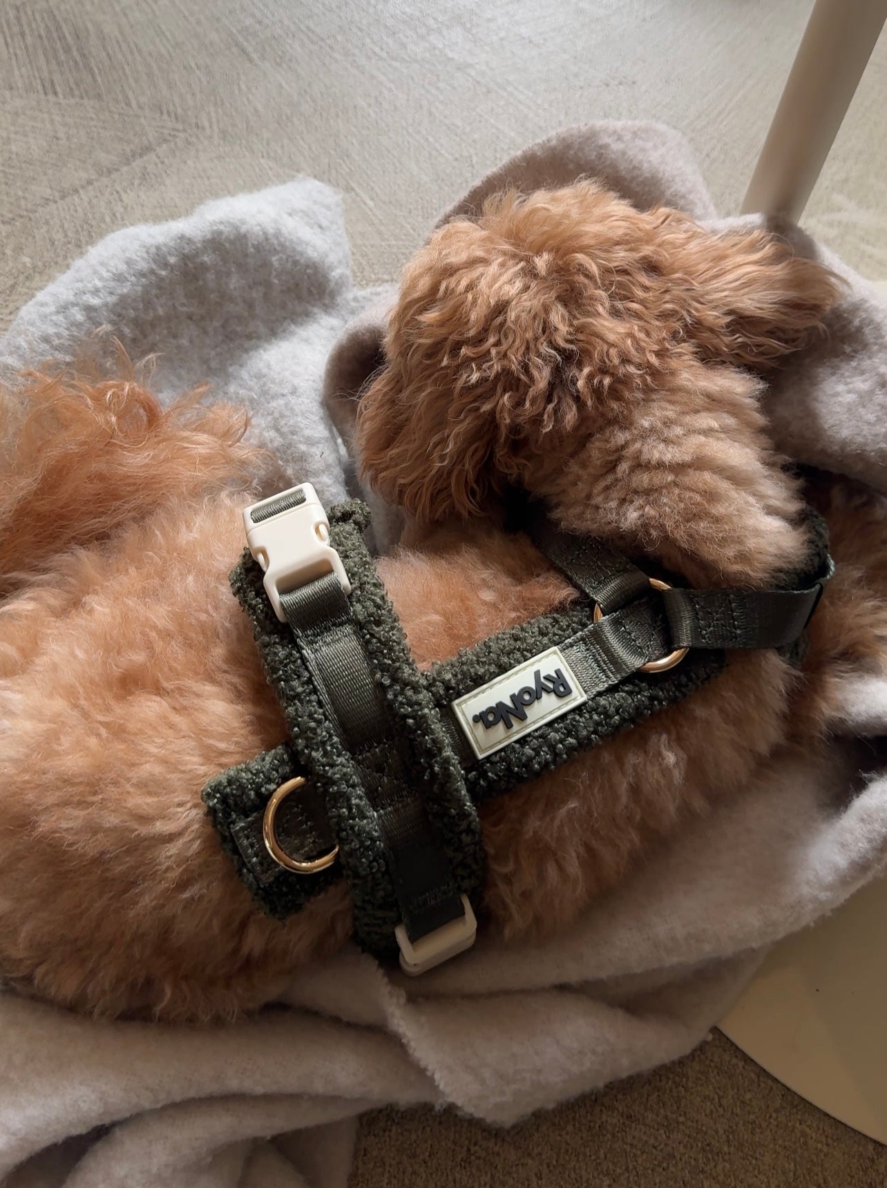 Harnais | Bouclé Confort & Design en H