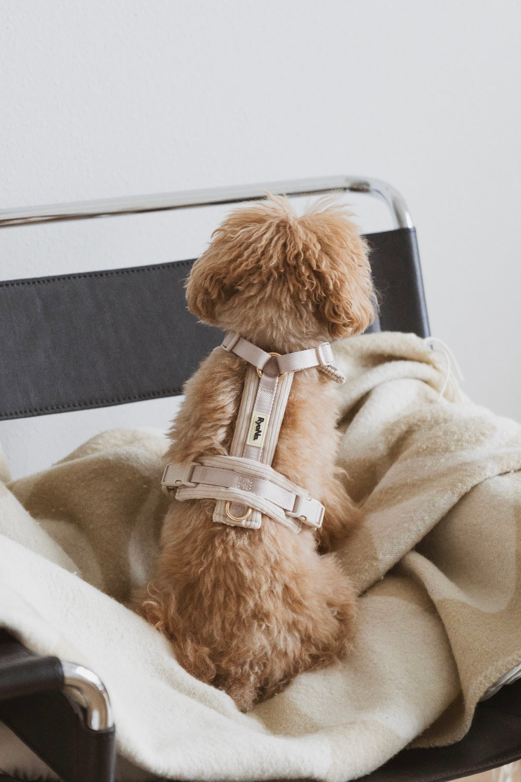 Harnais - Velours Côtelé Confort & Design en Y