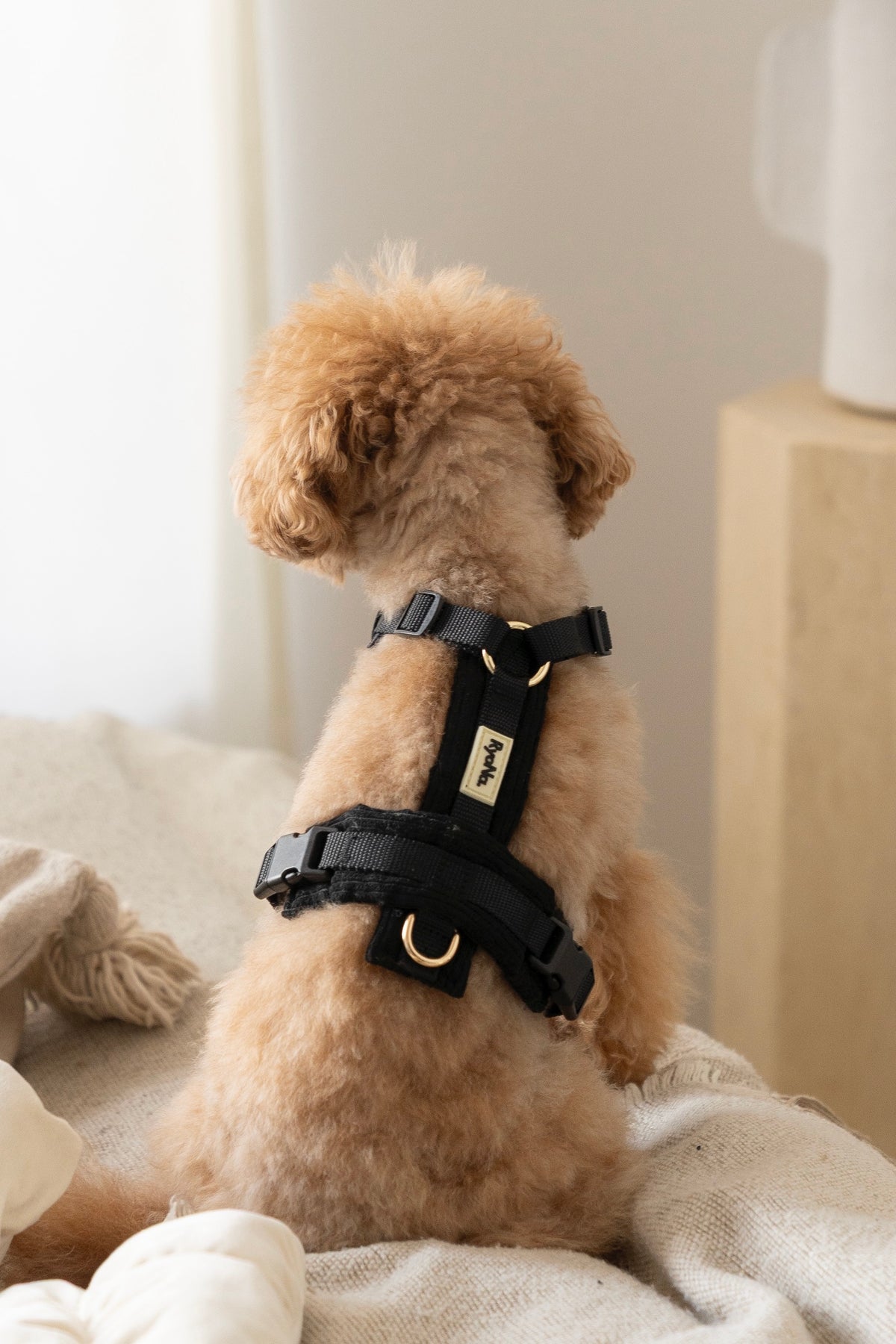 Harnais | Velours Côtelé Confort & Design en Y