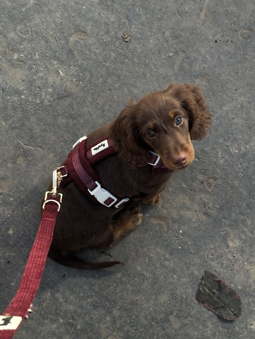 Harnais | Velours Côtelé Confort & Design en Y