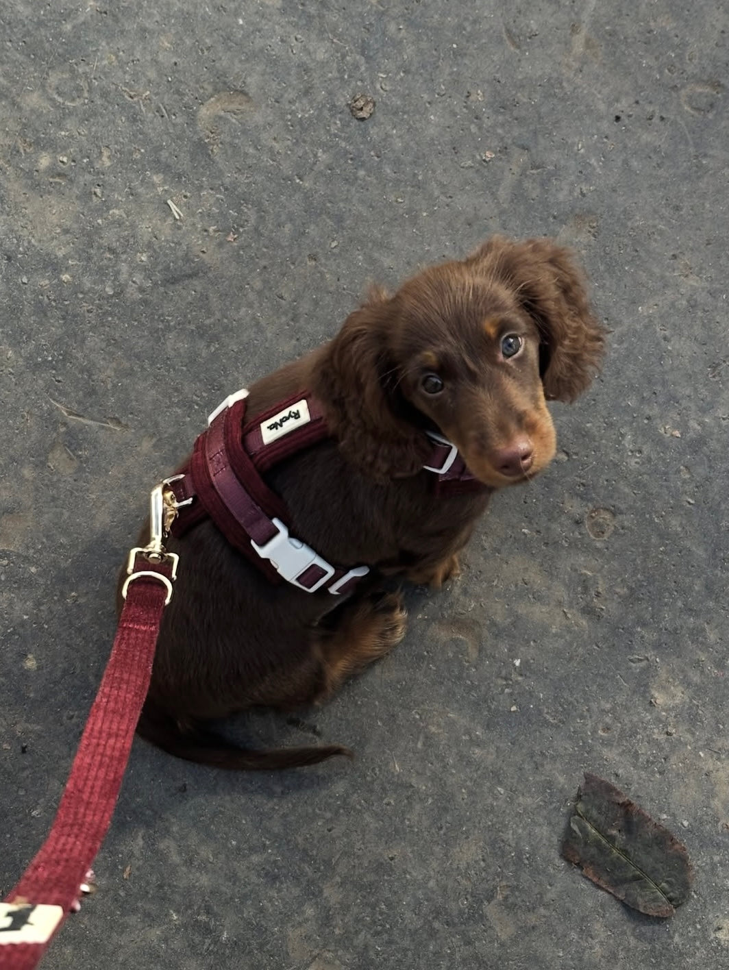 Harnais | Velours Côtelé Confort & Design en Y