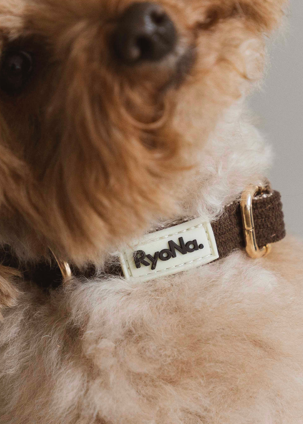 COLLIER - Velours Côtelé