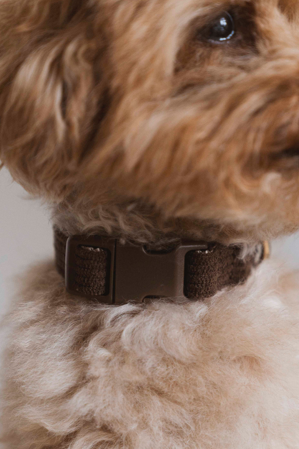 COLLIER - Velours Côtelé