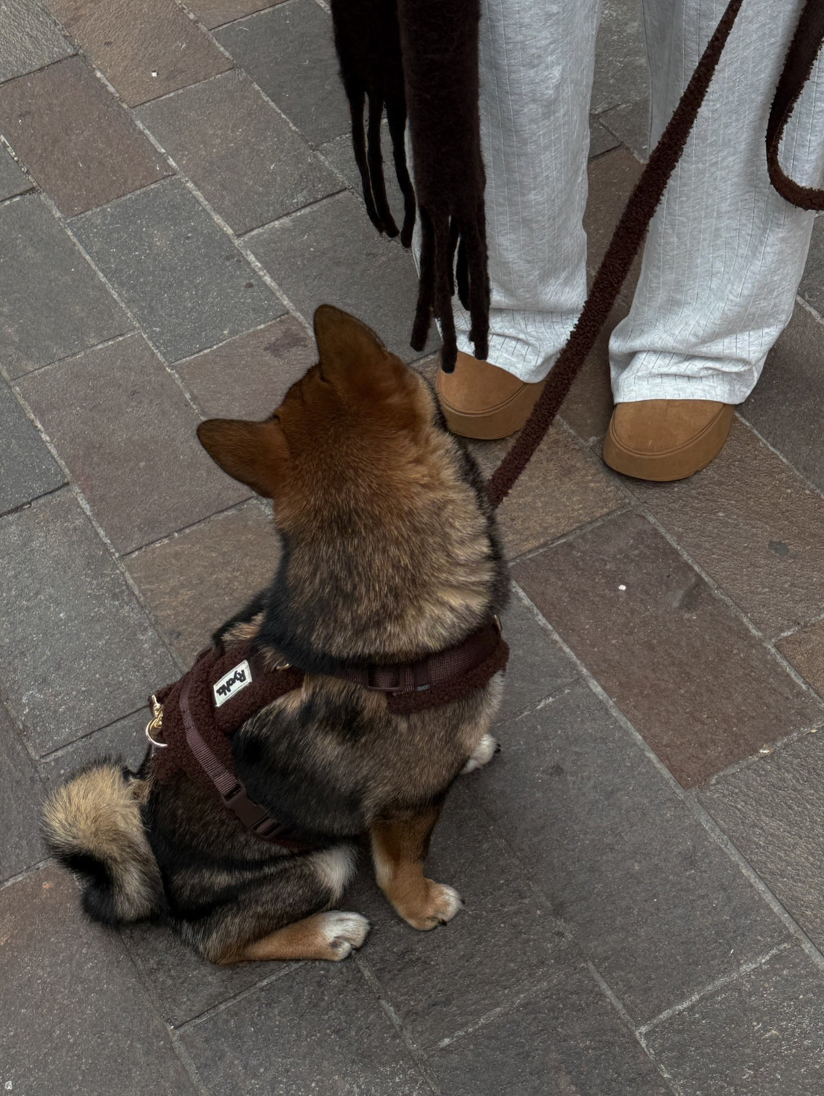 HARNAIS EN Y - MARRON