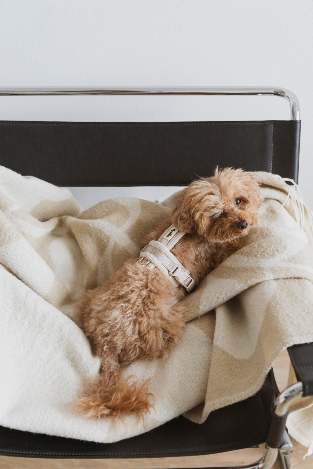 Harnais - Velours Côtelé Confort & Design en Y