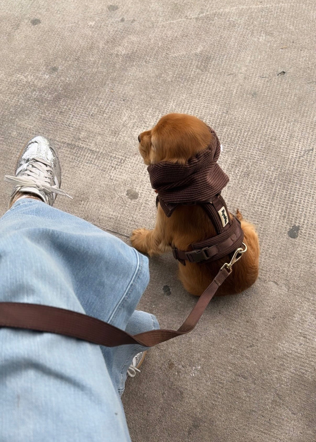 HARNAIS EN Y - MARRON