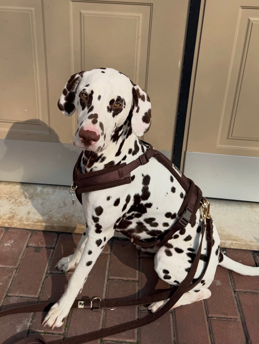 HARNAIS EN Y - MARRON