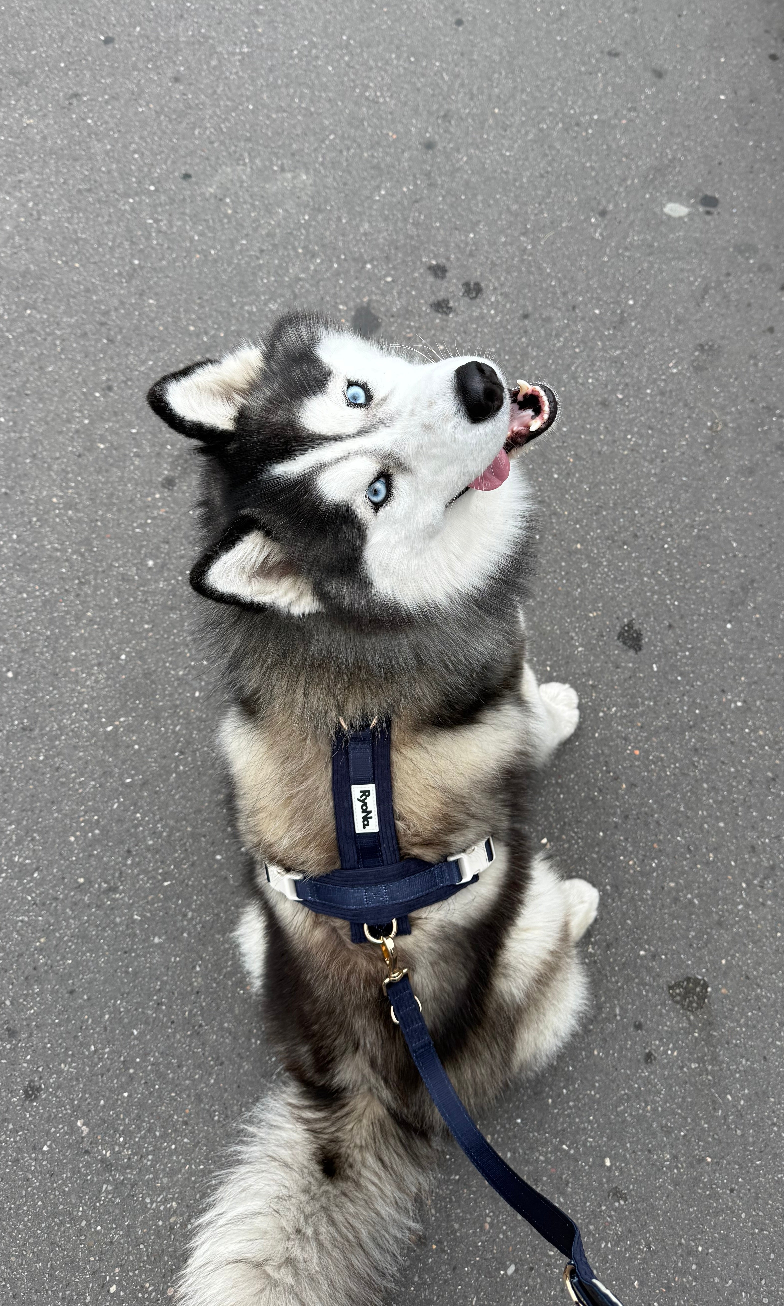 Harnais - Velours Côtelé Confort & Design en Y