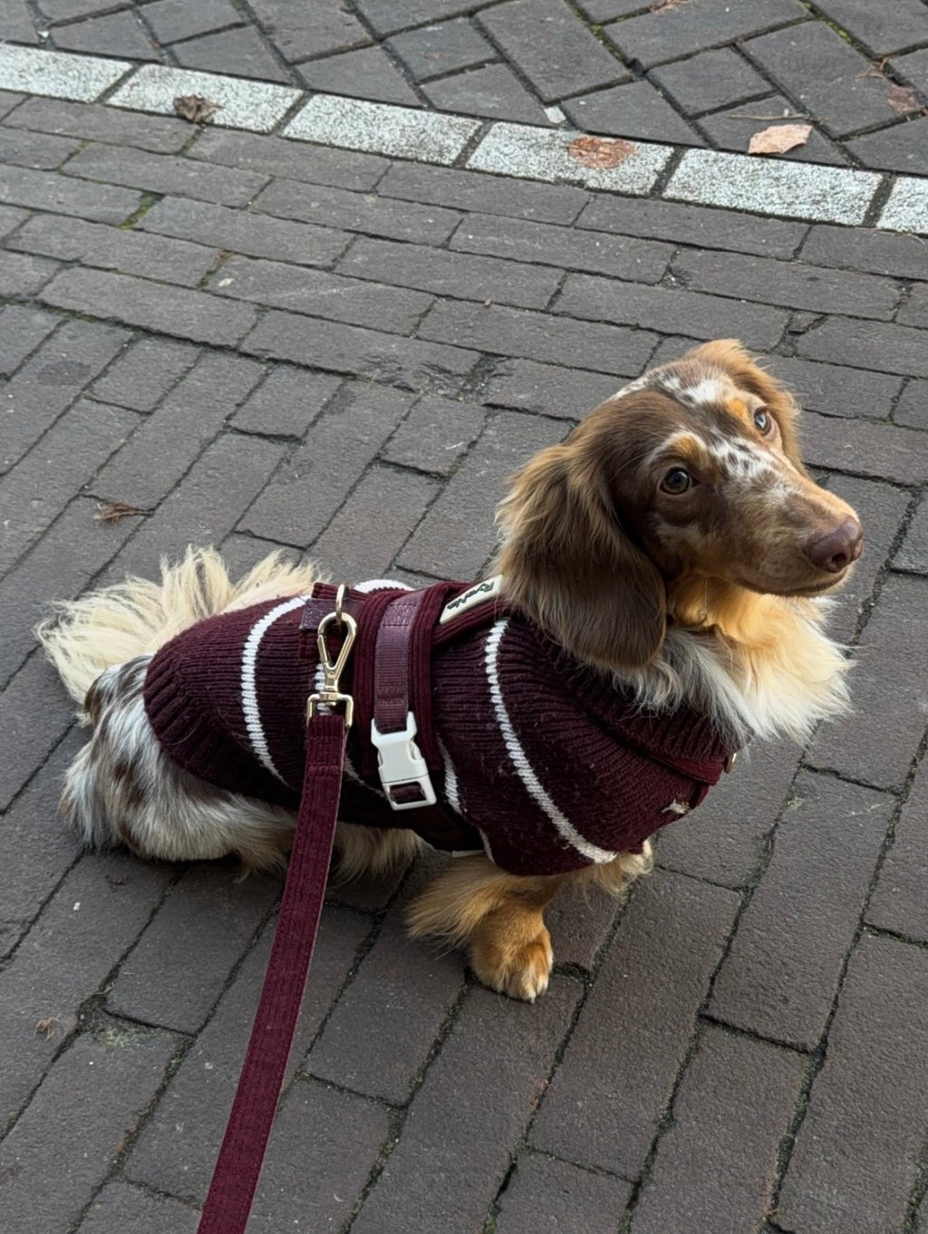 Harnais | Velours Côtelé Confort & Design en Y